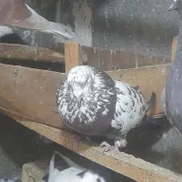 کبوتر گرفتنی
