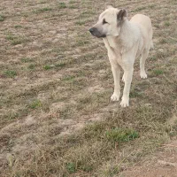 سگ سرابی