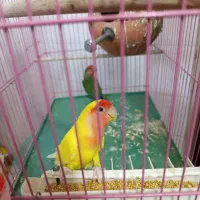 طوطی برزیلی جفت کار داده|پرنده|قزوین, |دیوار