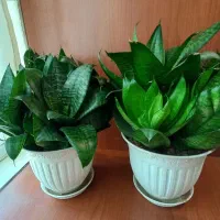 گلدان سانسوریا پا کوتاه