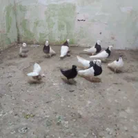 کبوتر|پرنده|سبزوار, کوی بهار|دیوار