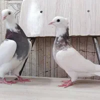 کبوتر رنگه طوقی هفترنگ پلاکی سینه الماسی|پرنده|قوچان, |دیوار