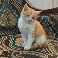 واگذاری بچه گربه نارنجی|گربه|اصفهان, کشاورزی|دیوار