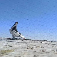 جفت یالو شهری