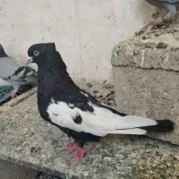 کفترسینه سیاه نر وسهره خاکی