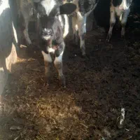 گوساله ماده شیر وازد