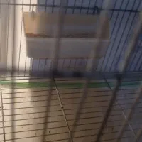 کوتوله برزیلی جفت با تخم و جوجه سرلاکی|پرنده|نیریز, |دیوار