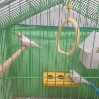 یک جفت فنچ سالم سرحال خوشگل|پرنده|قزوین, |دیوار