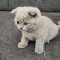 بچه گربه اسکاتیش