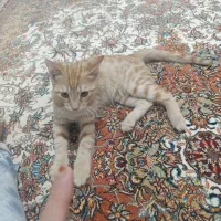 گربه