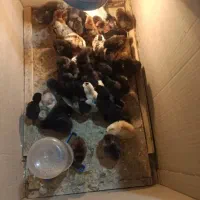 جوجه گلین|حیوانات مزرعه|شیراز, پودنک|دیوار