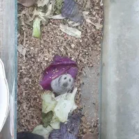 دنیای همستر|موش و خرگوش|اصفهان, ناصرخسرو|دیوار