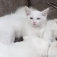گربه ماده پرشین کلاسیک
