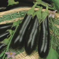 بادمجان قلمی