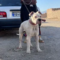 سگ داگو آرژانتینو