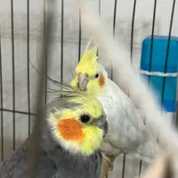 یک جفت عروس هلندی
