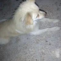 سگ.|سگ|بندرعباس, |دیوار