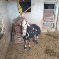 قوچ پلنگی میش بره بز|حیوانات مزرعه|کنگاور, |دیوار