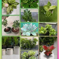 گل زاموفیلیا.اگلونما برفی.افوربیا گلدان.پتوس کاج|گل و گیاه طبیعی|اراک, |دیوار