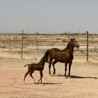 مادیان با کره برکت می‌شود