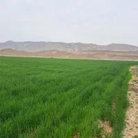 زمین-با-مجوز-مرغداری20-000قطعه-ای