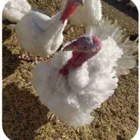 بوقلمون گوشتی