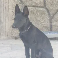 یک قلاده مالینویز بلاک سوپر|سگ|چاف و چمخاله, |دیوار