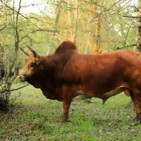 کارگر دامداری