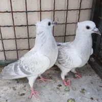 کبوتر