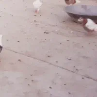 کبوتر گمشده