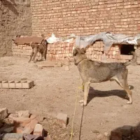 سگ سراب افغان