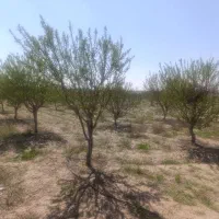 فروش باغ ۱۰۰۰ متری در احمدآباد با سهمیه آب