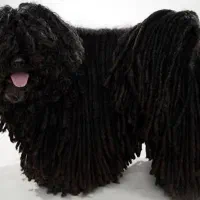 پاکوتاه شیتز پشمی