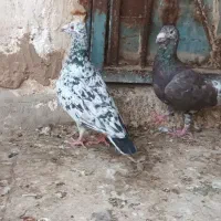 باسلام جفت کوهی اصیل|پرنده|اهواز, ملاشیه|دیوار