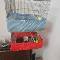 قفس قناری