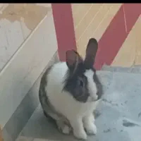 خرگوش ماده