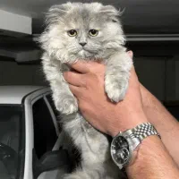 اسکاتیش بلو عروسکی