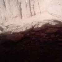 کود گاوی|خدمات باغبانی و درختکاری|قائن, |دیوار