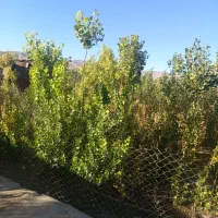 خریدوفروش و هرس کاری