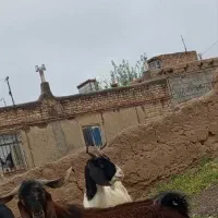 بز نربز