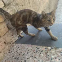 گربه
