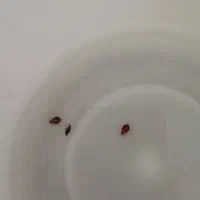 سمپاشی ساس، سم پاشی سوسک کنه گال