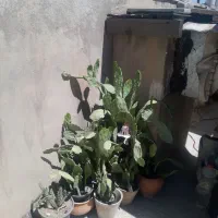 حراج گل طبیعی