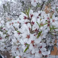 دعوت به گروه