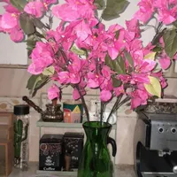تعدادی گل خارجی نو بدون گلدان