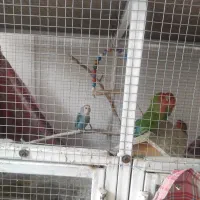 طوطی برزیلی