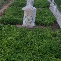 نهال نشا گوجه