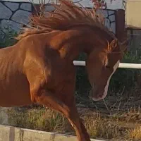 عرب مصری نریان