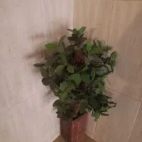 فروش گل مصنوعی|گل مصنوعی|اصفهان, سپاهان‌شهر|دیوار