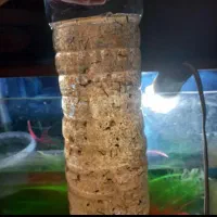 دافنی و برگ کاتاپا خوبو